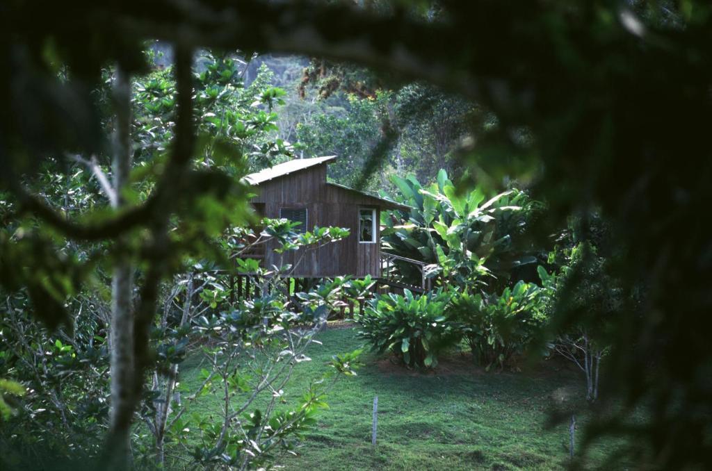 Selva Bananito Lodge Westfalia Room photo